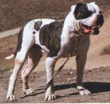 Pedigree 2024 american bulldog